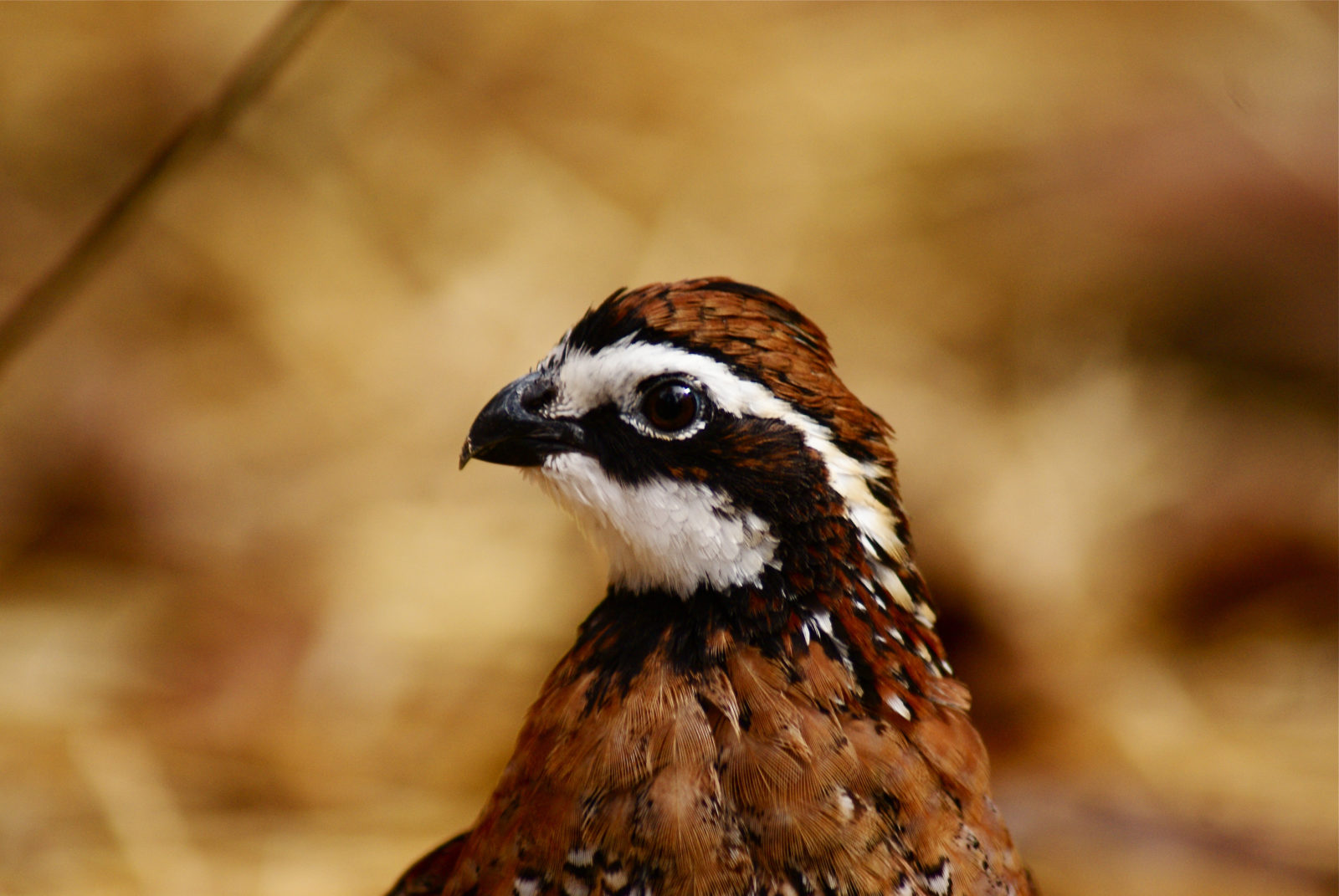 An image of a bobwhite quail