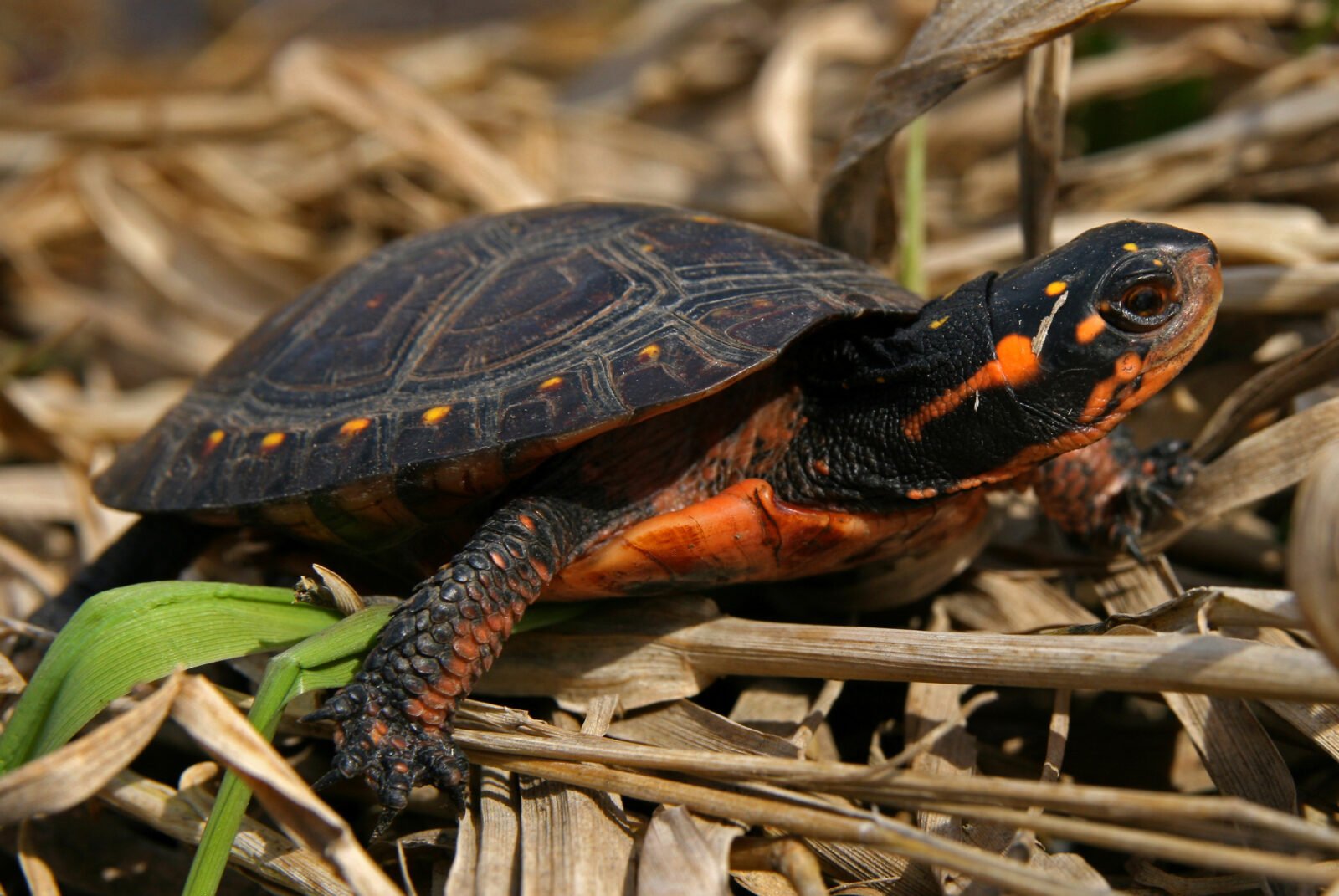 An image of a spotted turtle