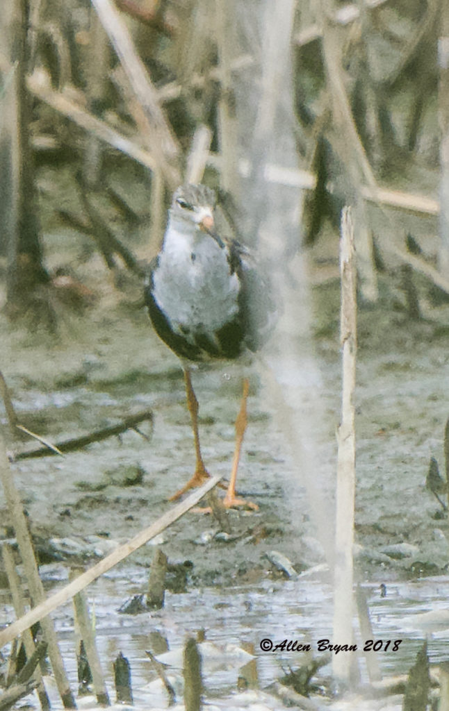 A picture of a Ruff standing in the marsh of Hog Island WMA