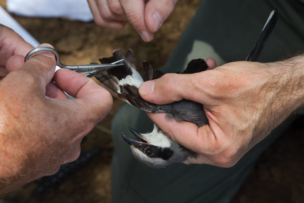A shrike having a DNA sample collected after banding and measuring it