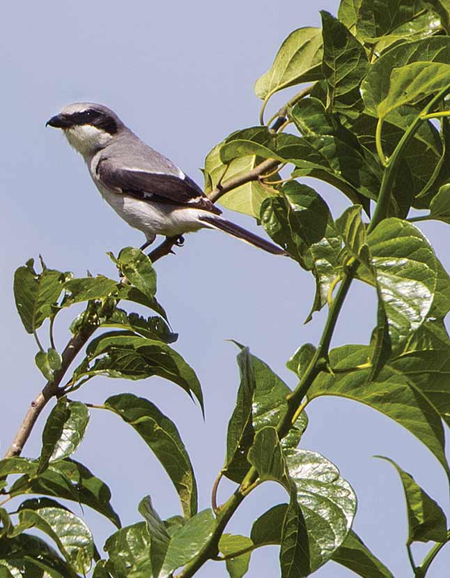 A shrike perched in a tree