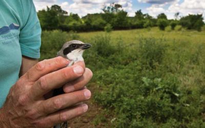 Shrike banded in the Virginia Piedmont. Photo by Ellison Orcutt.