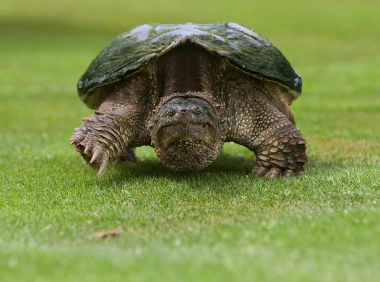 new-regulations-to-protect-virginia-s-snapping-turtles-virginia-dwr