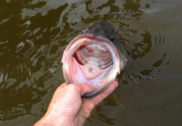 An image of a largemouth bass being held by a person