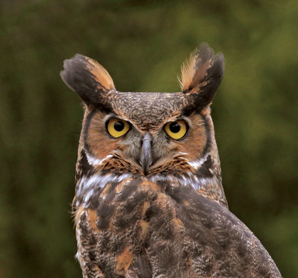 An image of the head of a great horned owl; which has its distinctive ear like feathers and notably orange face in comparison to its body.