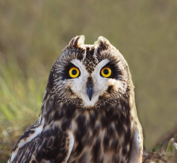 An image of a short eared owl with notable white facial markings and small ear like feathers found directly above its eyes