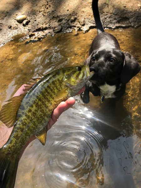 An image of a black dog with a white spot on it's chest sniffing a smallmouth bass the photographer is holding.
