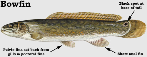 Snakehead: Bowfin