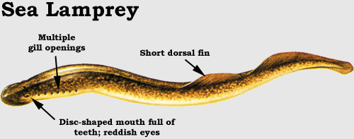 Snakehead: Sea Lamprey