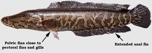 Snakehead