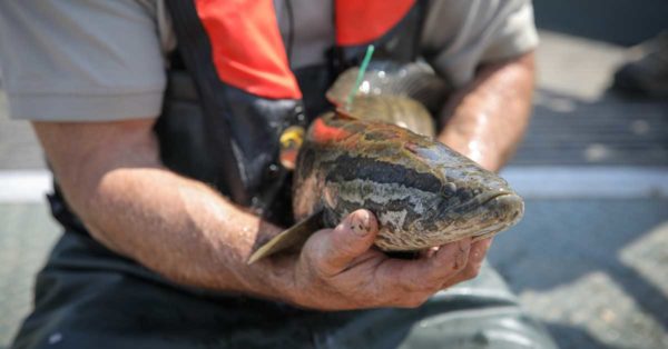 One of countless snakeheads that Potomac River guide Captain Steve Chaconas and his clients have caught. Their numbers may be down, but some sections of the Potomac hold lots of these hard-fighting fish. Photo by David Hart.