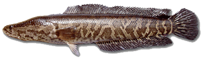 Snakehead fishing report in dc, md, and va