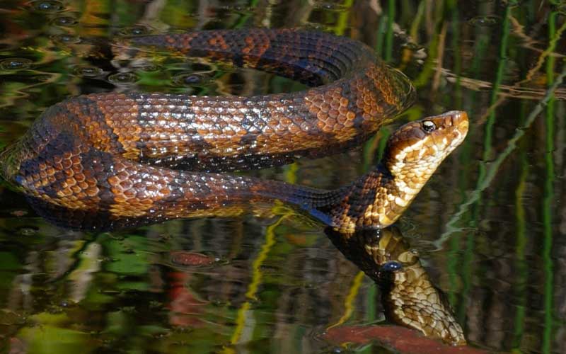 Snakes On The Water Cottonmouth Or Watersnake Virginia DWR   Snakes On The Water Thumb 