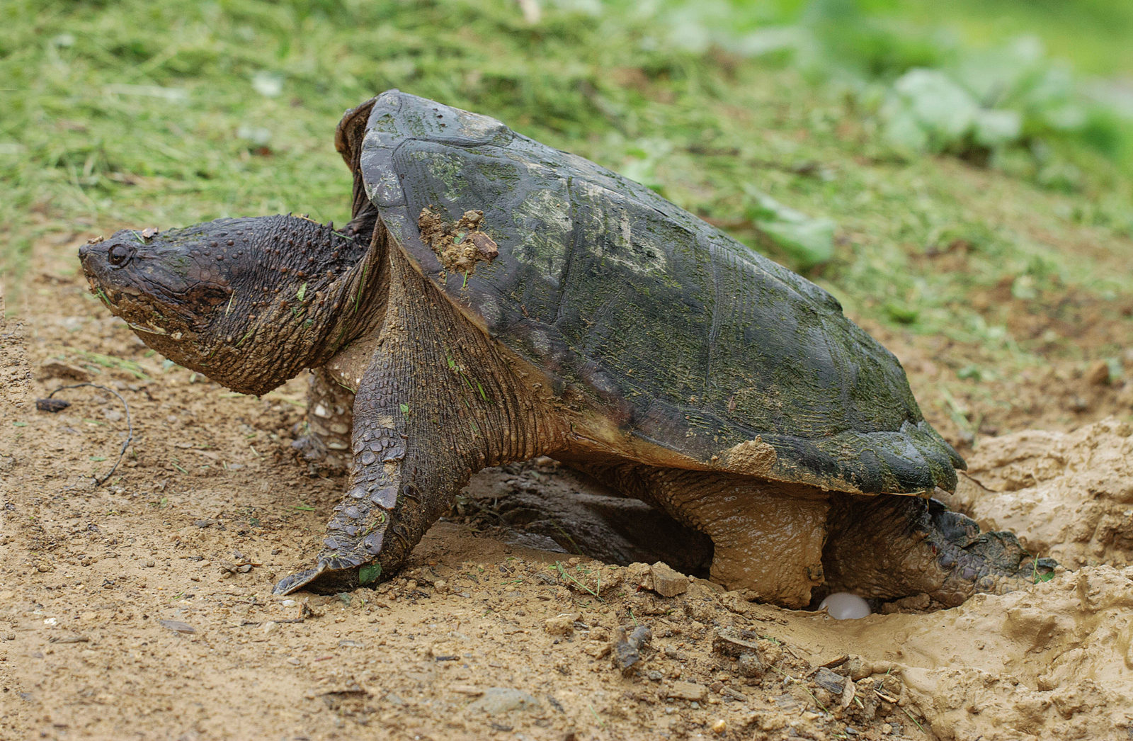 An image of a female snapping turtle laying her eggs in the ground; the females will lay between 25 and 55 eggs per clutch