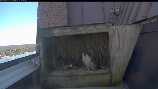Female falcon on right, male on left inside of the nest box