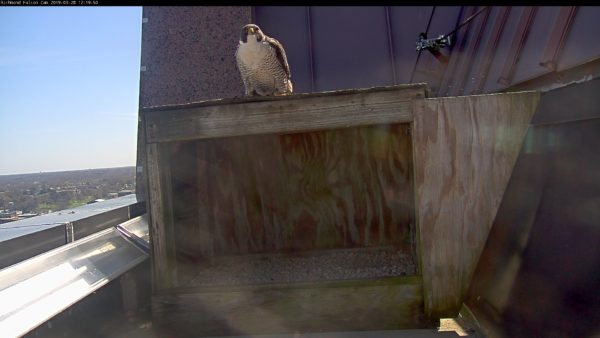 Male peregrine falcon atop the nest box. 