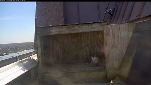 Male peregrine falcon stands in the scrape inside the nest box.