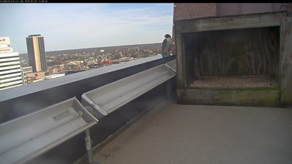 The new male peregrine falcon visiting the nest box at the Riverfront Plaza building.