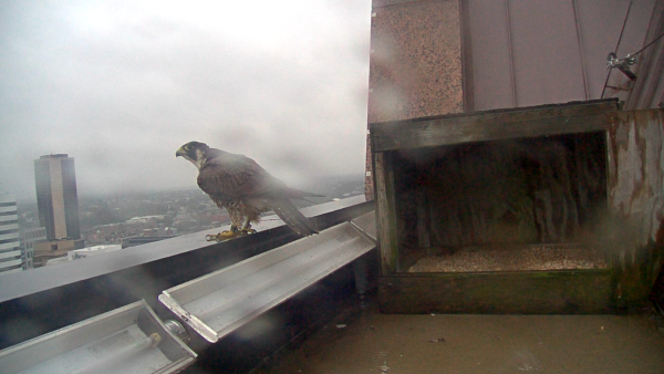 The new second-year female perched on the Riverfront Plaza building parapet. 