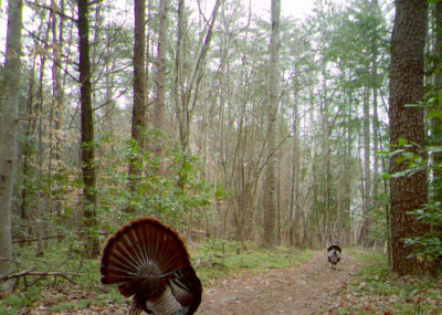 An image of two turkeys on an old logging road, the turkey in the foreground is facing away from the photographer and presenting to the turkey in the background. 