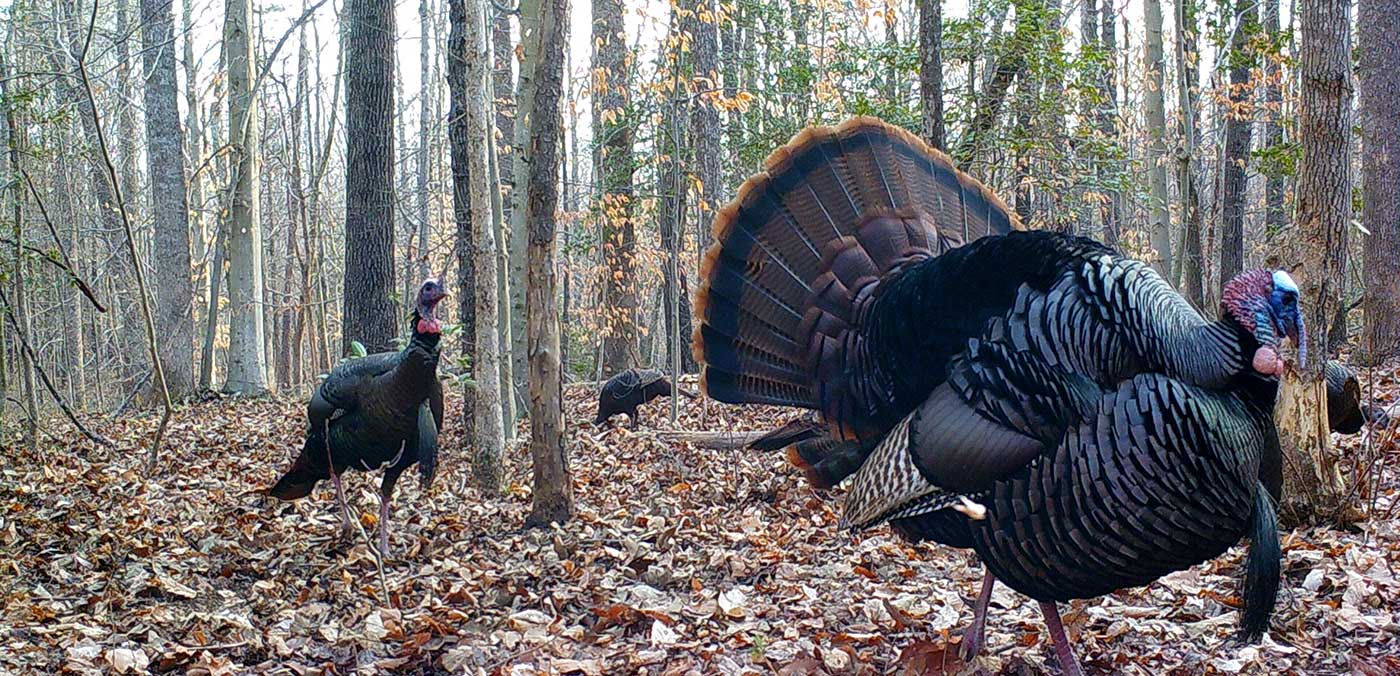 Spring Turkey Hunting on Public Land How to be Successful Virginia DWR