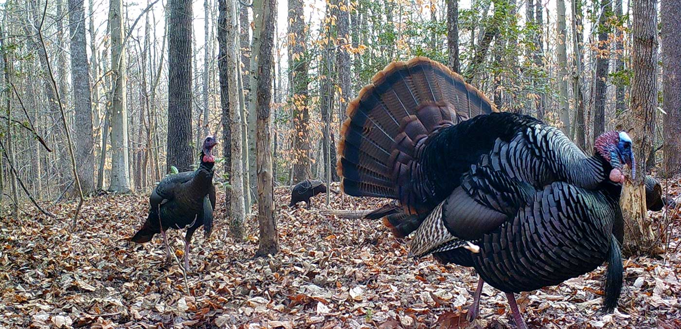 Virginia 2024 Turkey Season Edin Nettle