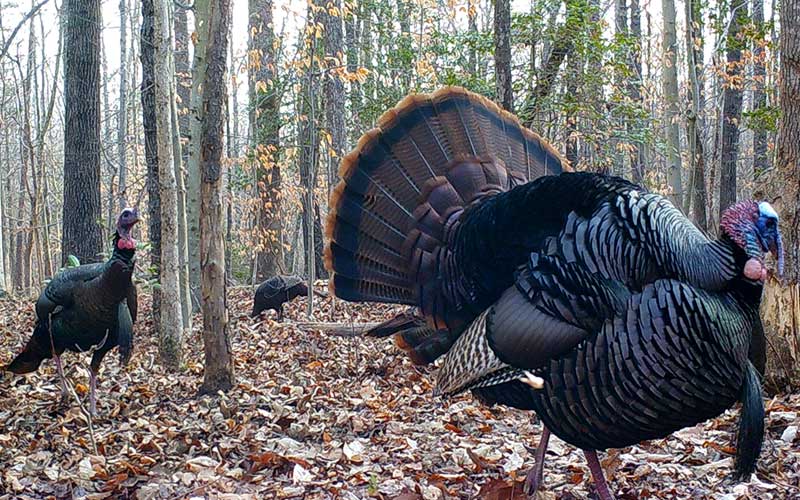 Virginia Spring Turkey Season 2025 - Rebecca M Dawson