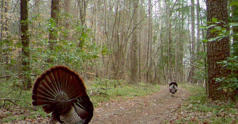 Click to open site regarding how to successfully hunt turkeys on public land