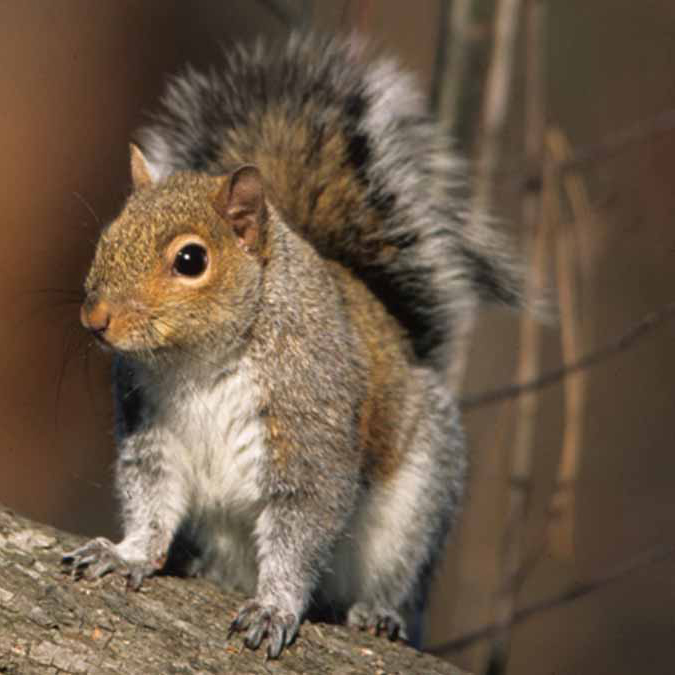 Squirrel Hunting in Virginia 5 Reasons Why It’s The Ultimate Hunting