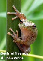 Squirrel Treefrog by John White