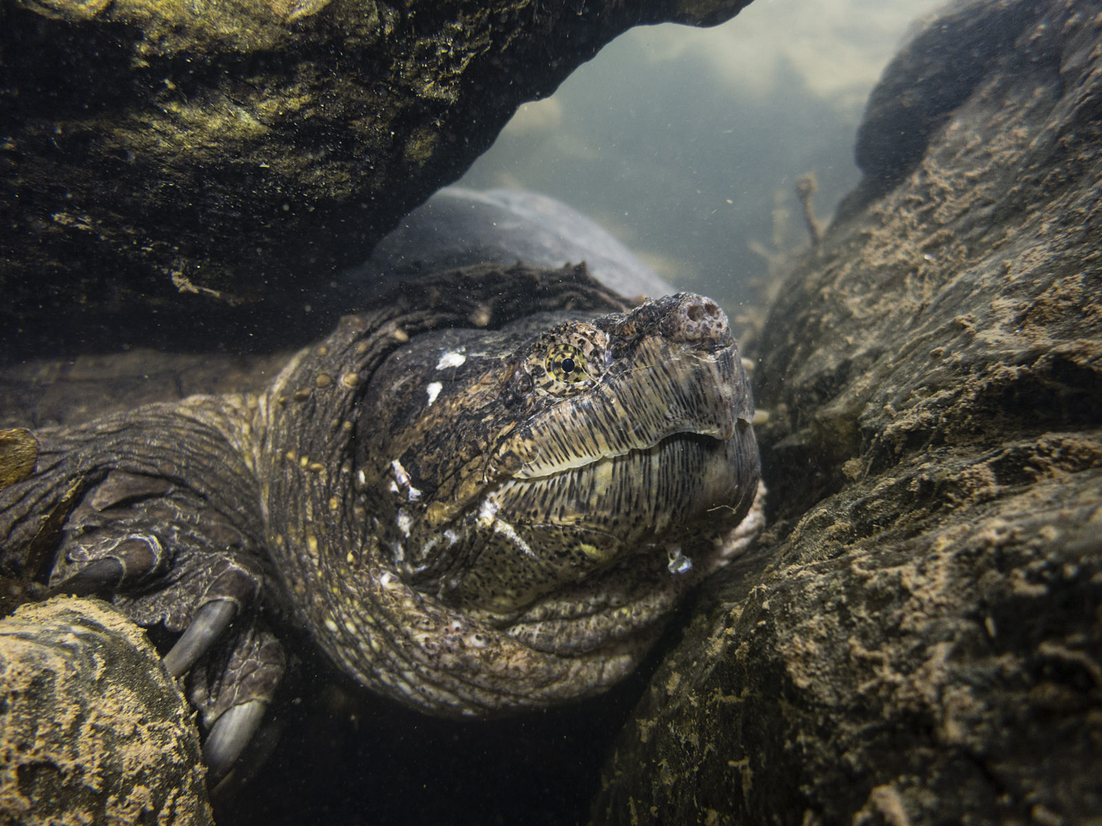 An image of a snapping turtle nestled between rocks underwater; these reptiles only leave the water to change locations, find a mate or lay their eggs