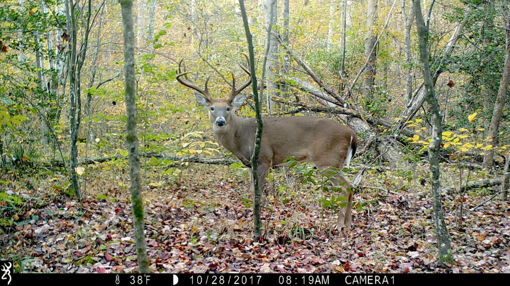 Get The Picture Effectively Use Your Trail Camera To Capture The Best Wildlife Photos Virginia Dwr