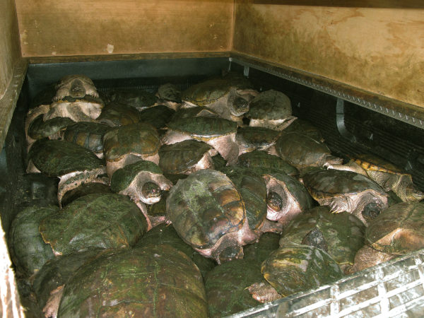 An image of commercially harvested snapping turtles within the bed of a pick up truck in transport to being processed for their meat 