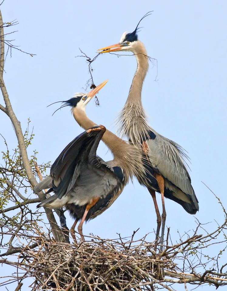 An image of two great blue herons standing on a nest; one is holding a stick to add to their pile