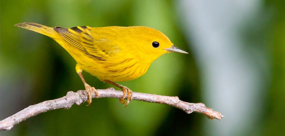 An image of a bright yellow bird on a branch; this is a yellow warbler