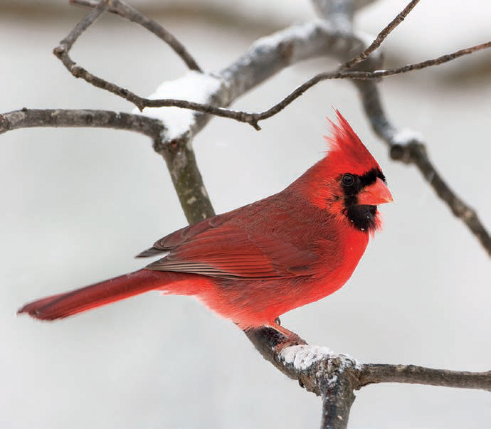 An image of a male cardinal on a snowy branch