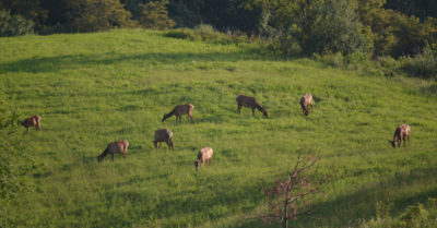 An image of a herd of elk grazing in a field