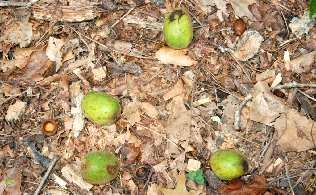 An image of pawpaws in leaf foliage