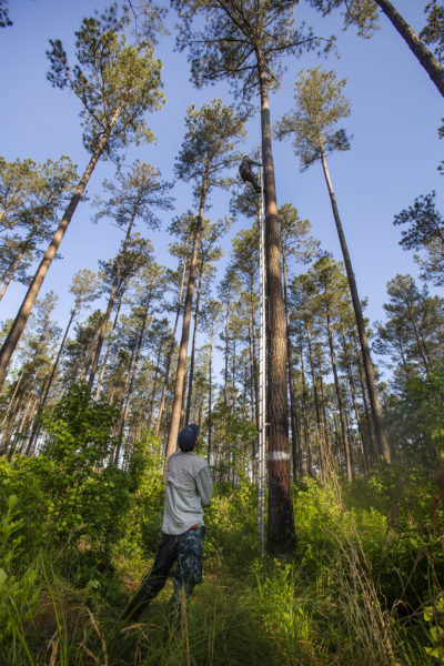 An image of a DWR biologist climbing a pine tree at Big Woods WMA