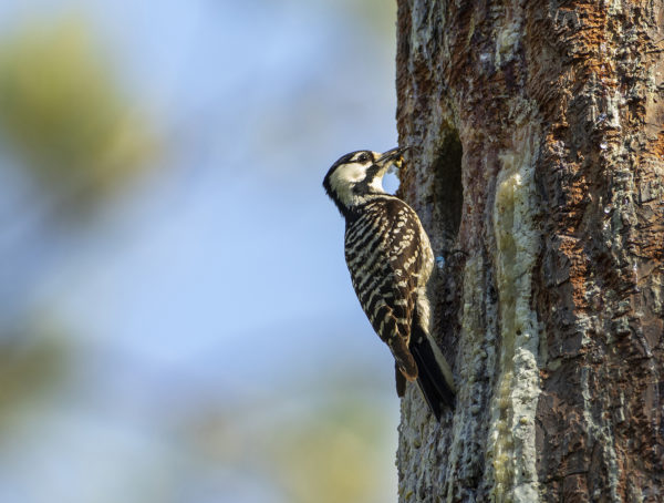 The red-cockaded woodpecker female feeding her nestlings located in the cavity of a pine tree