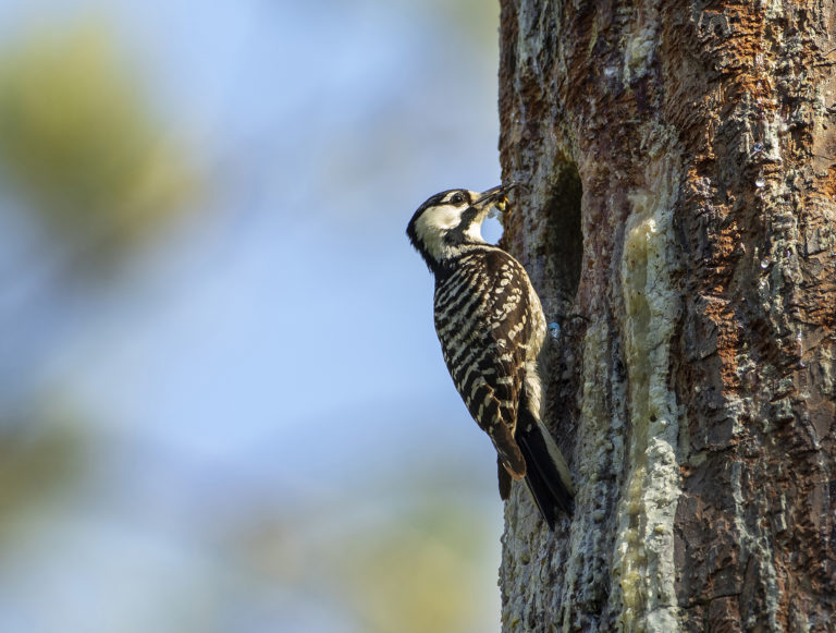 First Nestlings Of The Endangered Red-cockaded Woodpecker Hatched On ...