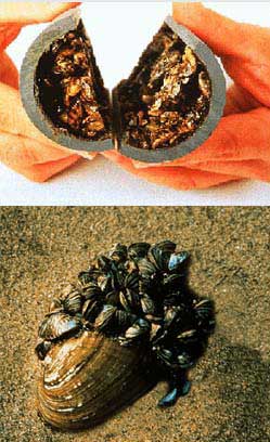 Zebra Mussels